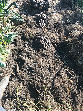 magic Molly potato harvest